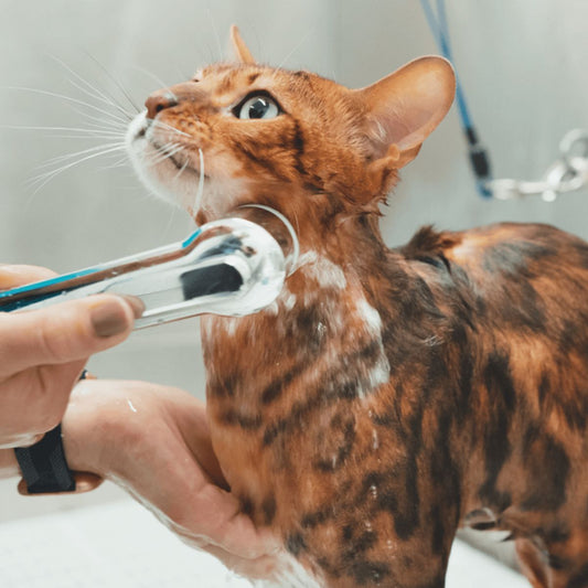 The Best Cat Grooming Tools and Techniques