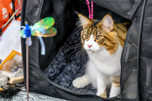 Safe Outdoor Adventures for Your Indoor Cat