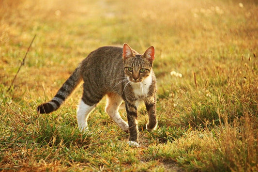 Understanding the Benefits of Cat Grass