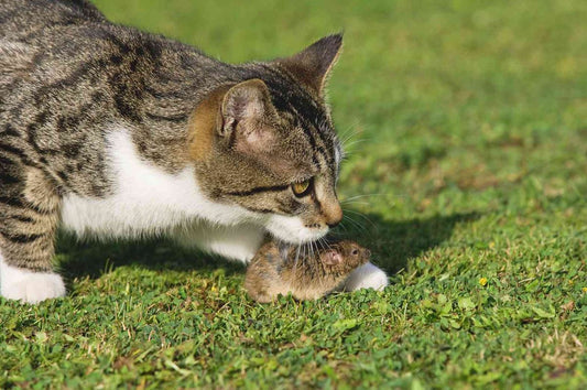 Understanding Your Cat's Behavior: A Comprehensive Guide