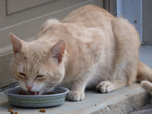 How to Set Up a Feeding Schedule for Multiple Cats