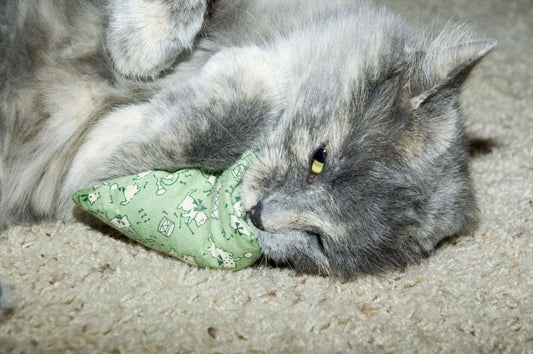 The Science Behind Catnip: Why Cats Love It