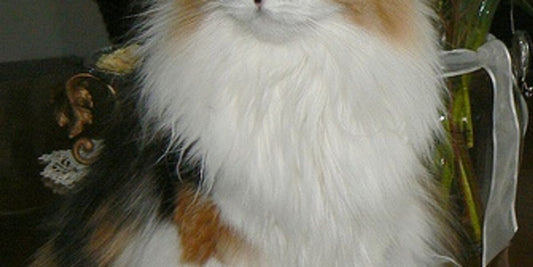 Tips for Managing Long-Haired Cats