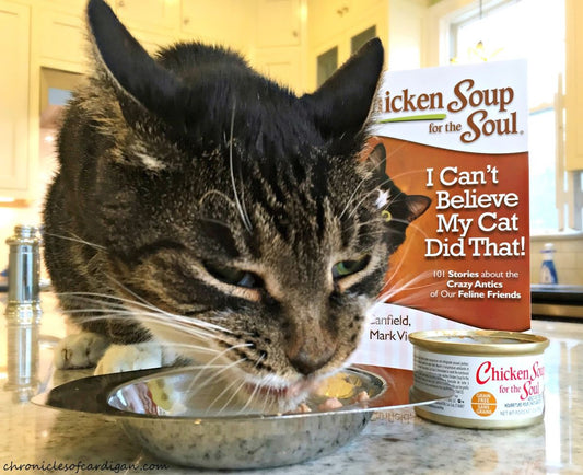 How to Make Homemade Cat Food: A Beginner's Guide