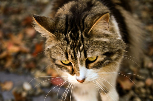 How to Teach Your Cat to Walk on a Leash