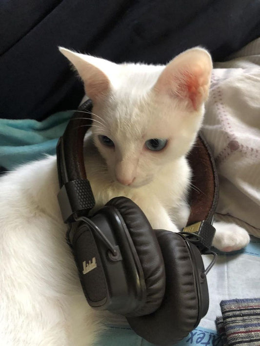The Impact of Music on Cats: What You Need to Know