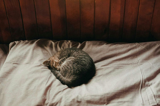 Cat Bed Reviews: Finding the Perfect Sleep Spot
