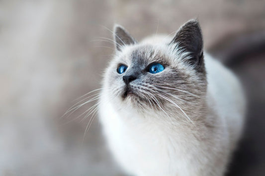 The Top Breeds of House Cats for a Purr-fect Home Companion