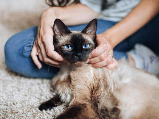 The Best Cat Breeds for Emotional Support