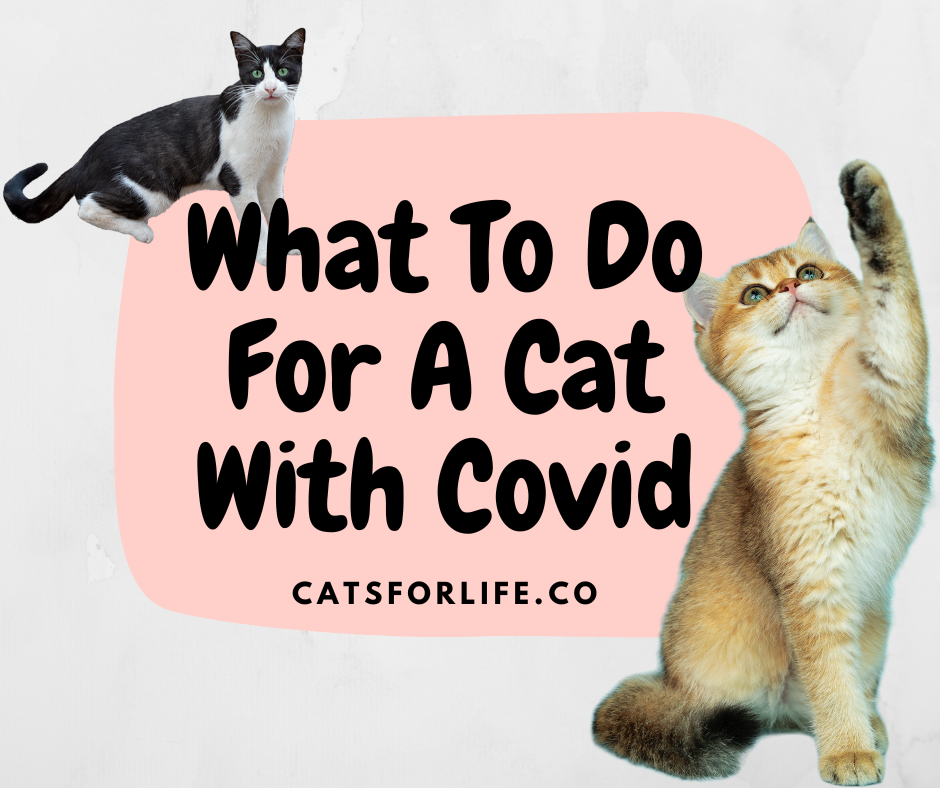 What To Do For A Cat With Covid