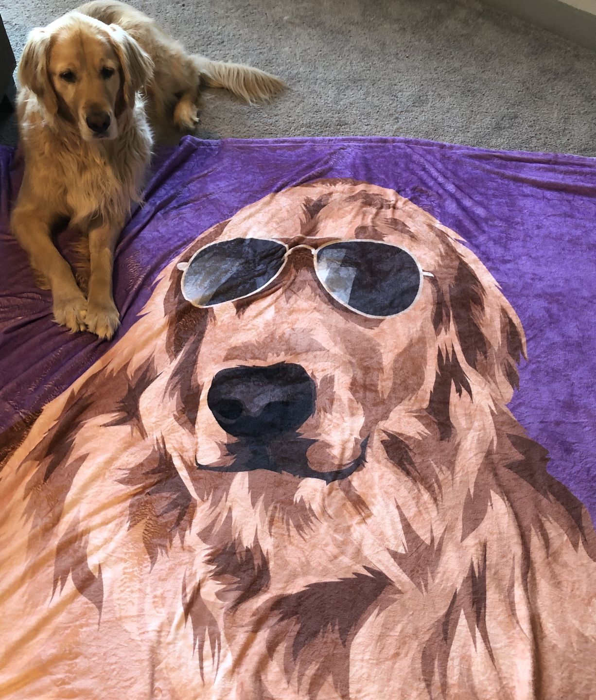 Pet discount fleece blankets